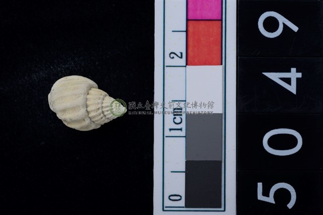 松山層海貝-螺紋