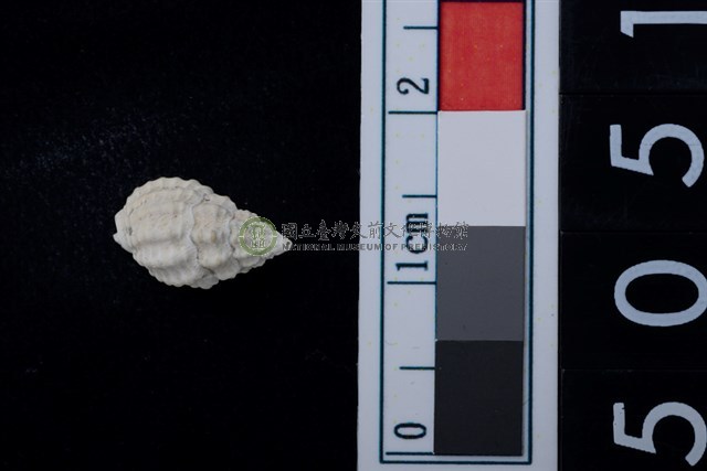 松山層海貝-螺紋