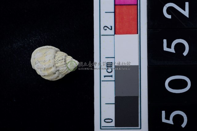 松山層海貝-螺紋