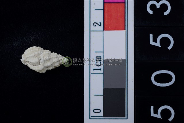 松山層海貝-螺紋