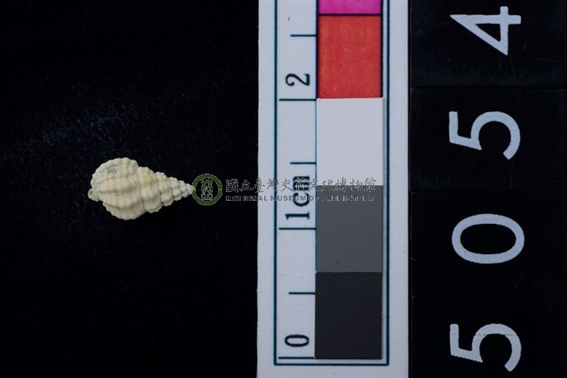 松山層海貝-螺紋