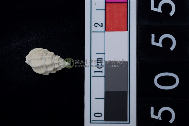 松山層海貝-螺紋