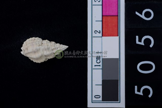 松山層海貝-螺紋