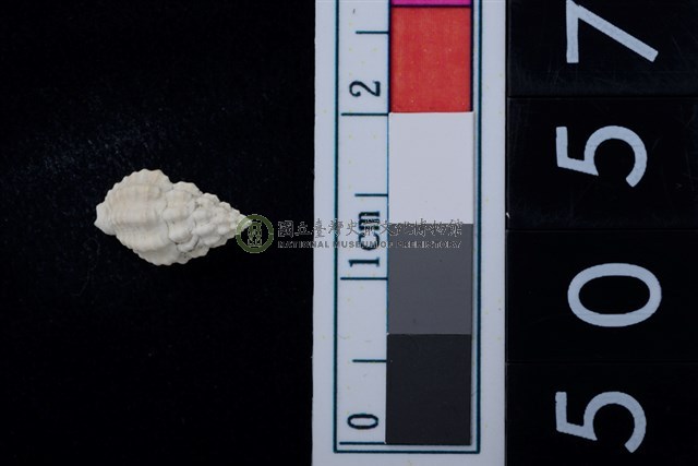 松山層海貝-螺紋