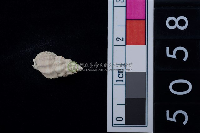 松山層海貝-螺紋