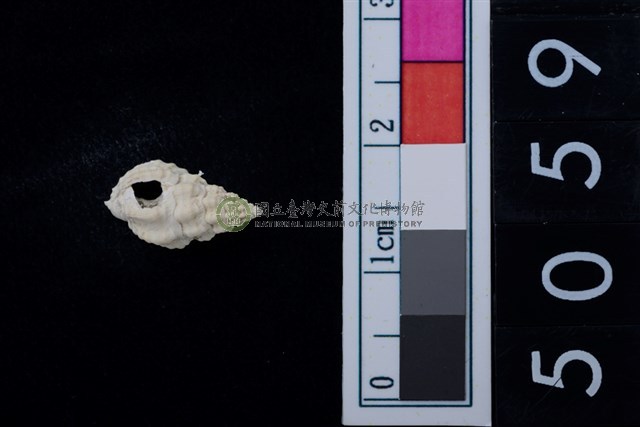 松山層海貝-螺紋