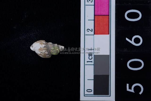 松山層海貝-螺紋