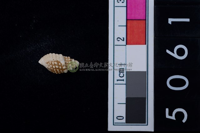 松山層海貝-螺紋