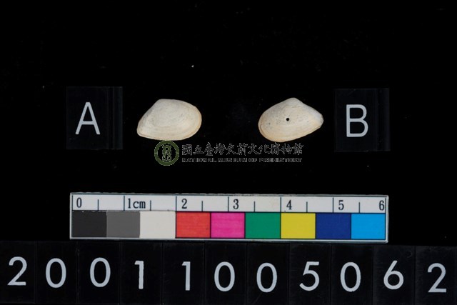 松山層海貝-色雷西蛤