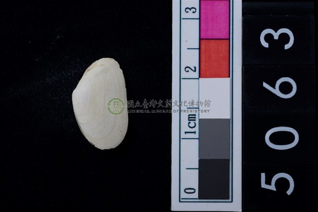 松山層海貝-色雷西蛤