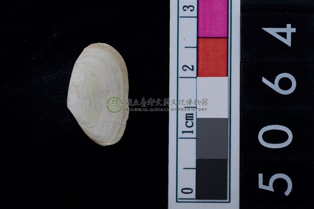 松山層海貝-色雷西蛤