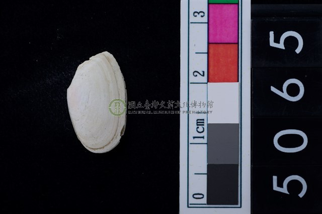 松山層海貝-色雷西蛤