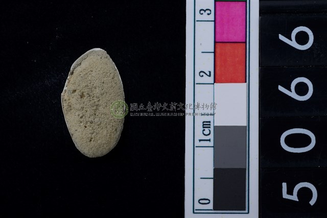 松山層海貝-色雷西蛤