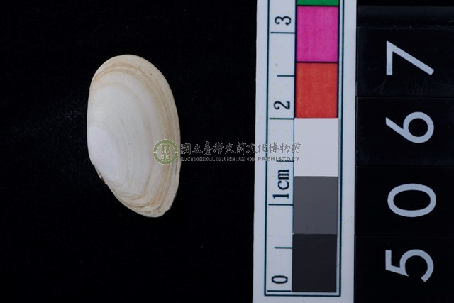 松山層海貝-色雷西蛤