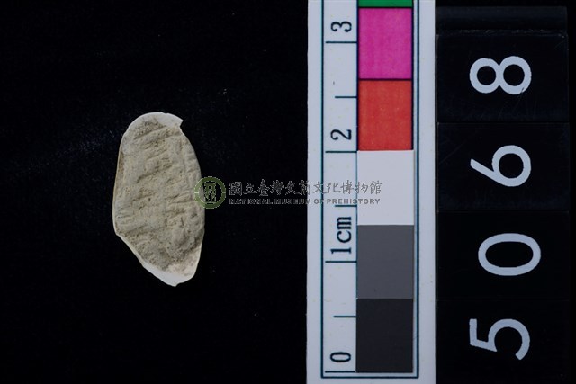 松山層海貝-色雷西蛤