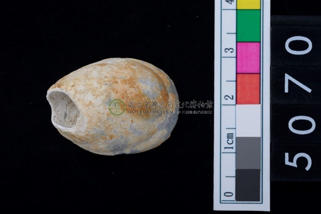 松山層海貝-龍螺