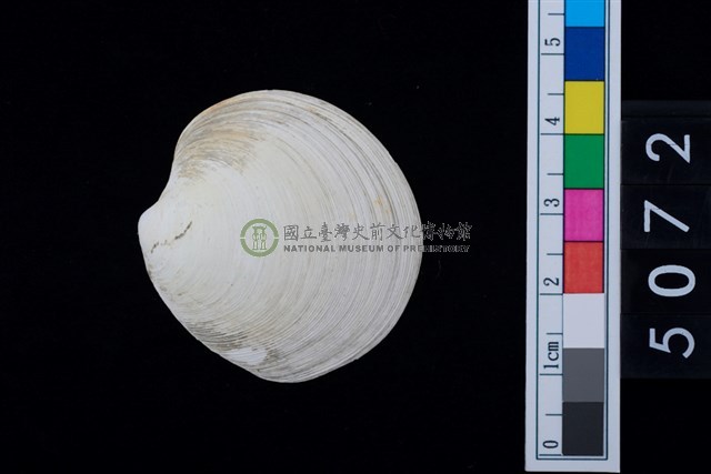 松山層海貝-環紋螺