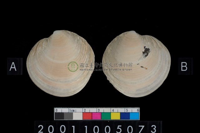 松山層海貝-環紋螺