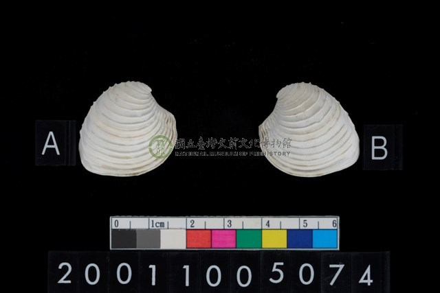 松山層海貝-奶油蛋糕簾蛤