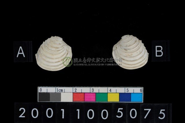 松山層海貝-奶油蛋糕簾蛤