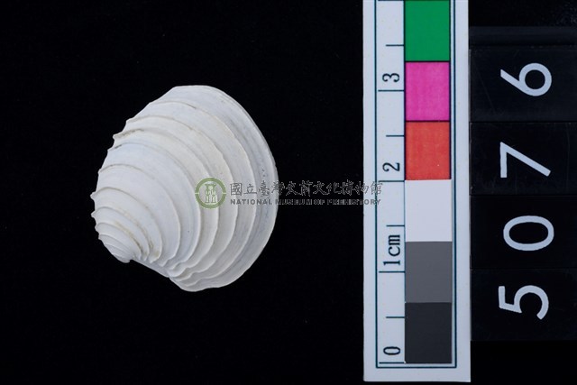 松山層海貝-奶油蛋糕簾蛤