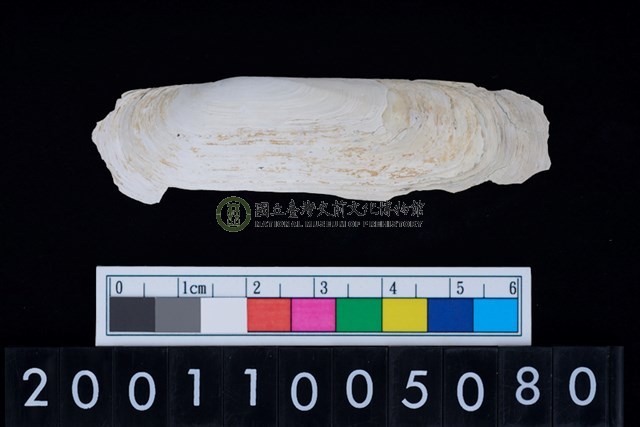 松山層海貝-白光竹蟶