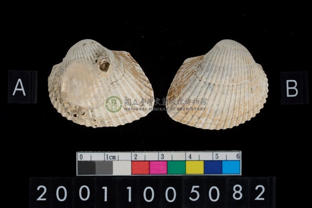 松山層海貝-血蚶