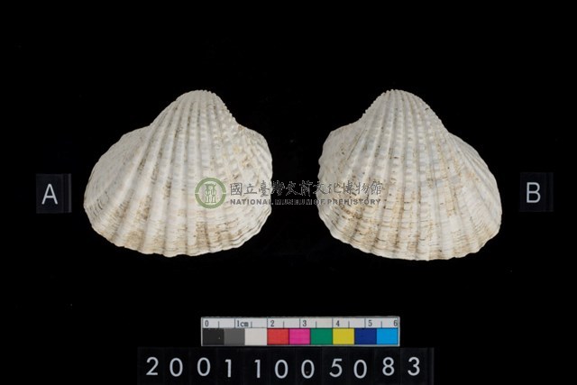 松山層海貝-血蚶