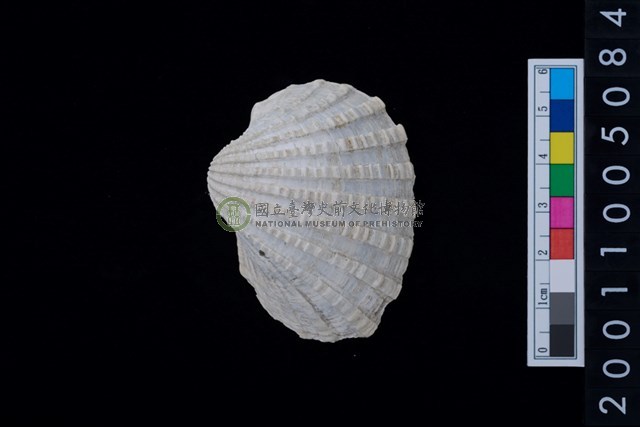 松山層海貝-血蚶