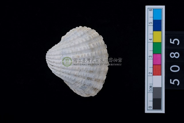 松山層海貝-血蚶