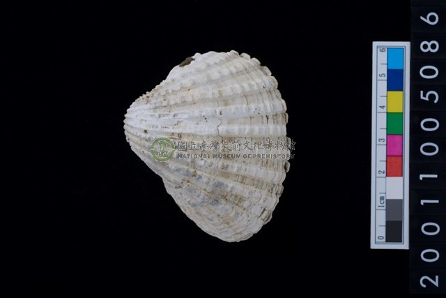 松山層海貝-血蚶