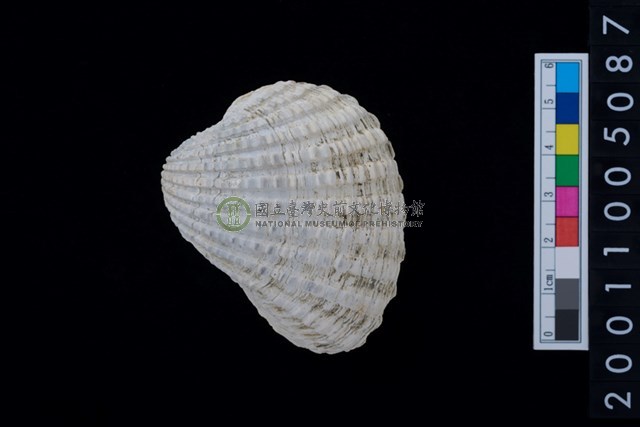 松山層海貝-血蚶