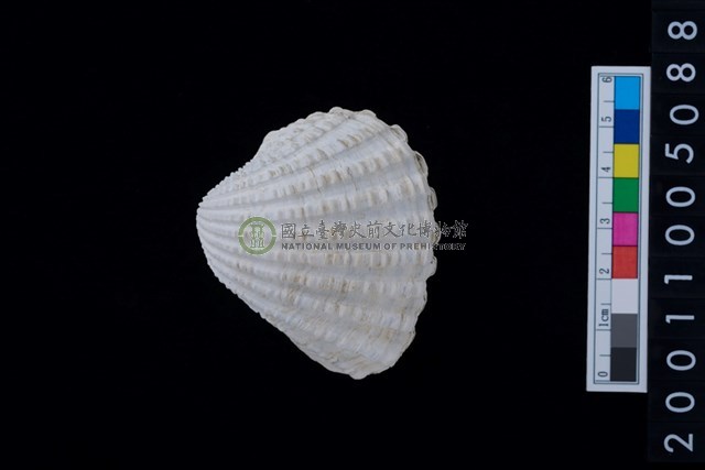 松山層海貝-血蚶