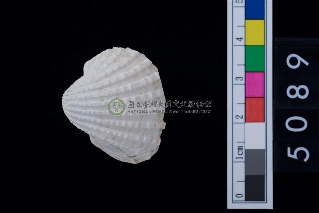 松山層海貝-血蚶