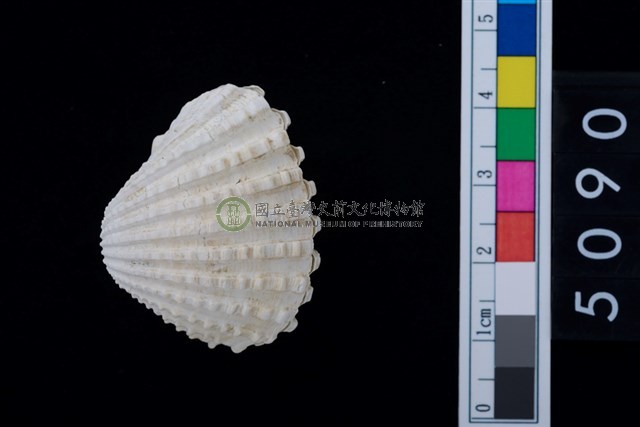 松山層海貝-血蚶