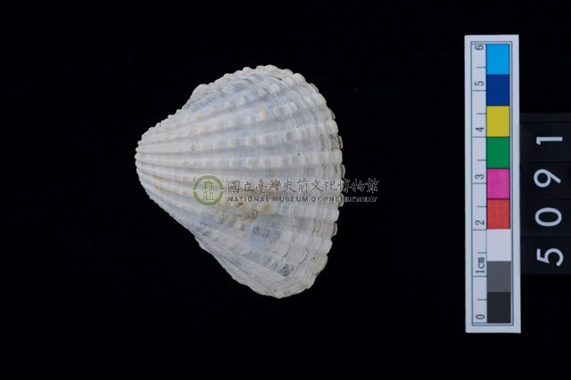 松山層海貝-血蚶