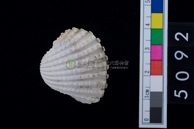 松山層海貝-血蚶