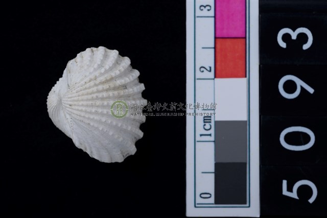 松山層海貝-血蚶