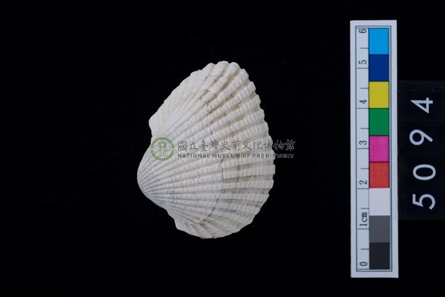 松山層海貝-血蚶