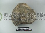 珊瑚化石