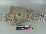 象肩胛骨