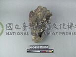 象肢骨