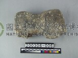象肢骨