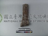 象肢骨
