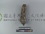 象肢骨