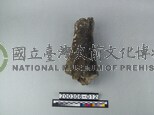 象肢骨