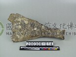 象肩胛骨