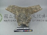 牛頭骨