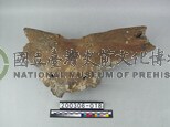 牛頭骨