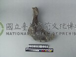 象盆骨